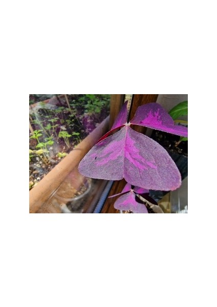 Oksalis Alacalı Uyku Çiçeği, Kelebek Çiçeği, Süs Yoncası, Mor Oxalis Triangularis, Pembe Çiçekli Canlı Bitki