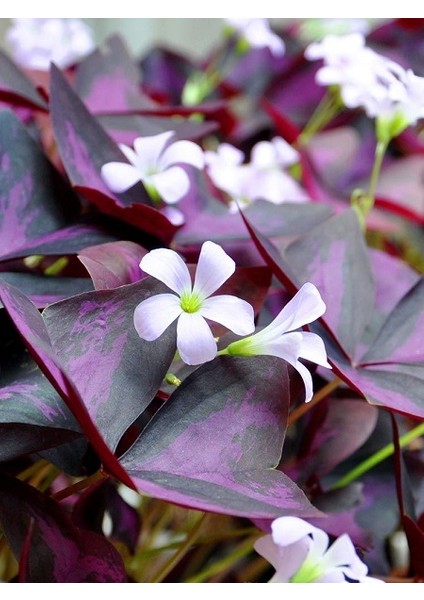 Oksalis Alacalı Uyku Çiçeği, Kelebek Çiçeği, Süs Yoncası, Mor Oxalis Triangularis, Pembe Çiçekli Canlı Bitki
