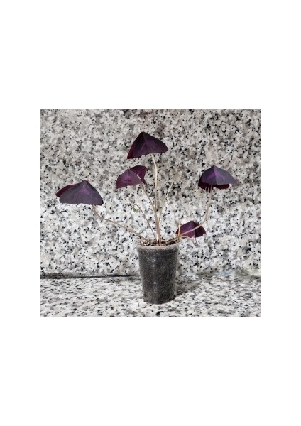 Oksalis Alacalı Uyku Çiçeği, Kelebek Çiçeği, Süs Yoncası, Mor Oxalis Triangularis, Pembe Çiçekli Canlı Bitki