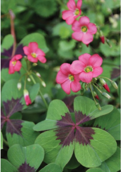 Şans Çiçeği Uyku Çiçeği Kelebek Çiçeği Süs Yoncası Yeşil Mor Alacalı Oxalis Tetraphylla