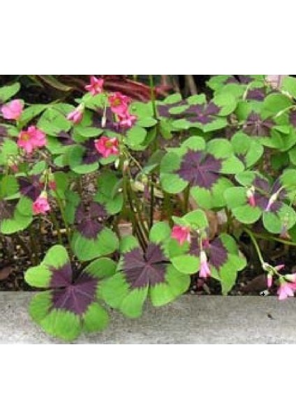 Şans Çiçeği Uyku Çiçeği Kelebek Çiçeği Süs Yoncası Yeşil Mor Alacalı Oxalis Tetraphylla fiyatları