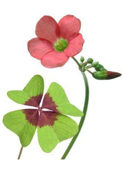 Şans Çiçeği Uyku Çiçeği Kelebek Çiçeği Süs Yoncası Yeşil Mor Alacalı Oxalis Tetraphylla modelleri