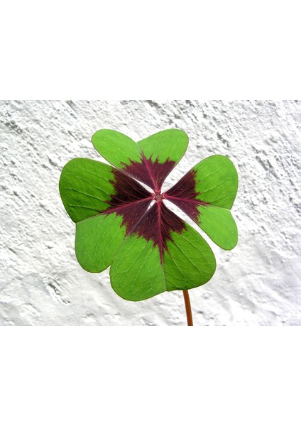 Şans Çiçeği Uyku Çiçeği Kelebek Çiçeği Süs Yoncası Yeşil Mor Alacalı Oxalis Tetraphylla fırsatları