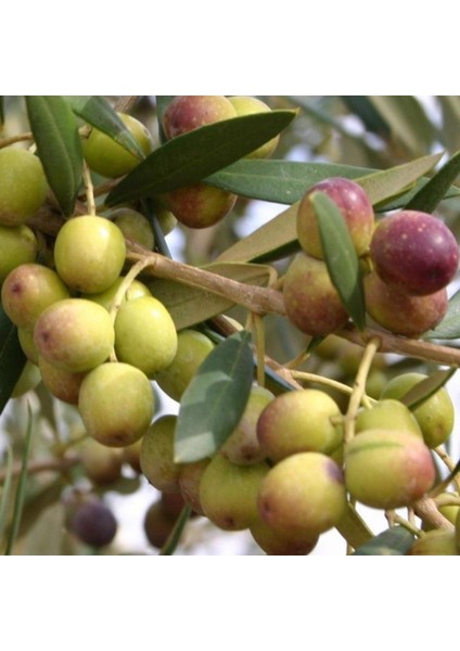 Arbequina Ispanya Zeytini Ağacı modelleri