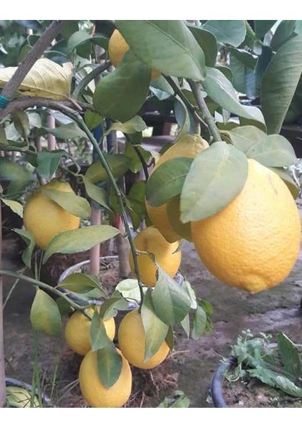 Yediveren Limon Fidanı