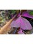 Oksalis Alacalı Uyku Çiçeği, Kelebek Çiçeği, Süs Yoncası, Mor Oxalis Triangularis, Pembe Çiçekli Canlı Bitki 2