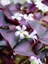 Oksalis Alacalı Uyku Çiçeği, Kelebek Çiçeği, Süs Yoncası, Mor Oxalis Triangularis, Pembe Çiçekli Canlı Bitki 3