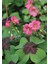 Şans Çiçeği Uyku Çiçeği Kelebek Çiçeği Süs Yoncası Yeşil Mor Alacalı Oxalis Tetraphylla 1