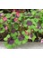 Şans Çiçeği Uyku Çiçeği Kelebek Çiçeği Süs Yoncası Yeşil Mor Alacalı Oxalis Tetraphylla 2