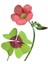 Şans Çiçeği Uyku Çiçeği Kelebek Çiçeği Süs Yoncası Yeşil Mor Alacalı Oxalis Tetraphylla 3