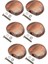 Gitar Ayarlama Anahtar Kafa 5 Pcs (Yurt Dışından) 4