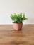 Mini Saksıda Yapay Bitki Şimşir Gerçek Taş Yosunlu Toplam 16 cm Dekoratif Banyo Mutfak Masa Çiçeği 3