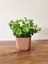 Mini Saksıda Yapay Bitki Şimşir Gerçek Taş Yosunlu Toplam 16 cm Dekoratif Banyo Mutfak Masa Çiçeği 4