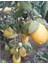 Yediveren Limon Fidanı 2