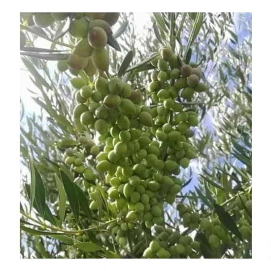 Fidan Paketim Arbequina Ispanya Zeytini Ağacı