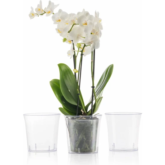 Krm Home Papatya Orkide Saksısı Tabaklı Şeffaf Plastik Saksı 13 cm-Vanda13
