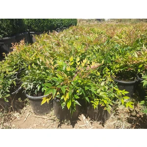 Nandina Ağacı Fidanı[cennet Bambusu]