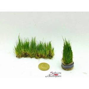 Marimo Scape Eleocharis Parvula