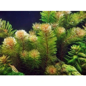 Marimo Scape Myriophyllum Tuberculatum