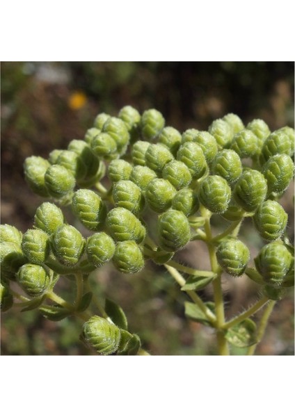 Izmir Kekiği Tohumu 1 Gram (Bilyalı Kekik)