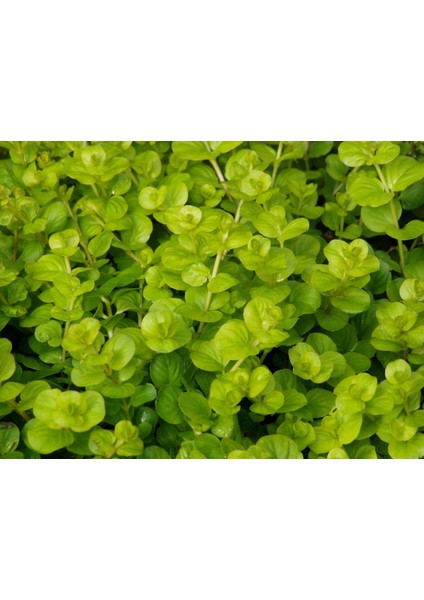 Marimo Scape Lysimachia Nummularia