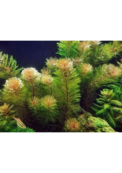 Marimo Scape Myriophyllum Tuberculatum