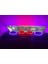 12 Volt Neon LED Günışığı (5 Metre) 5