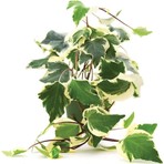 Tacirdepoticaret Tüplü Alacalı Orman Kaya Sarmaşığı (Hedera Helix) Fidanı