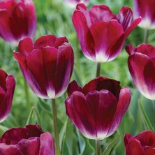 Tacirdepoticaret Özel Seri Mor Kansas Proud Ithal Iri Lale Soğanı(4 Soğan)