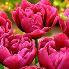 Tacirdepoticaret Özel Purple Margaritta Iri Kafa Lale Soğanı (5 Soğan)