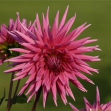 Tacirdepoticaret Purple Çiçekli Galaxie Dahlia Yıldız Çiçeği Yumrusu (1 Adet )