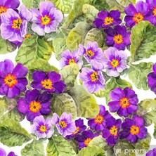 Tacirdepoticaret Royal King Çuha Çiçeği Tohumu(50 Tohum)