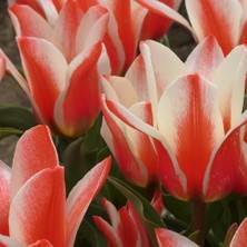 Tacirdepoticaret Zambia Iri Kafa Lale Soğanı (5 Adet)