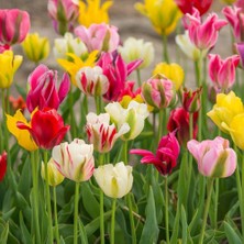 Tacirdepoticaret Renk Şelalesi (Karışık Renk) Lale Soğanı (10 Adet)