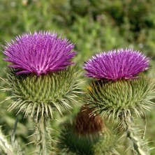 Tacirdepoticaret Doğal Deve Dikeni Otu Tohumu(50 Tohum)