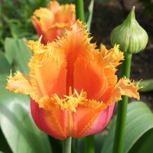 Tacirdepoticaret Yellow Crown Aleppo Lale Soğanı (5 Adet)