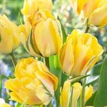 Tacirdepoticaret Sarı Jaap Groot Lale Soğanı (5 Adet)