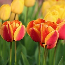 Tacirdepoticaret Katmerli Sarı Kırmızı Bonanza Lale Soğanı (5 Adet)