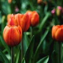 Tacirdepoticaret Gün Batımım Dev Kafa Lale Soğanı (5 Adet)