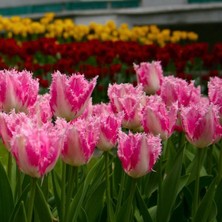 Tacirdepoticaret Hawaii Cazibeli Fırfırlı Lale Soğanı (5 Adet)