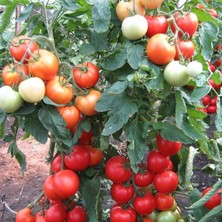 Tacirdepoticaret Gösterişli Iskender F1 Domates Fidesi-5 Adet