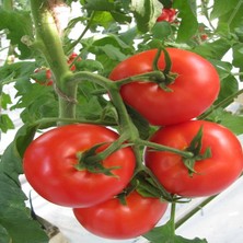 Tacirdepoticaret Sofralık H2274 Domates Fidesi-5 Adet