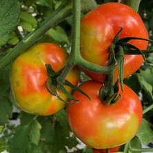 Tacirdepoticaret Çok Lezzetli Hünkar F1 Beef Domates Fidesi-5 Adet