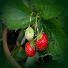 Tacirdepoticaret Lezzetli Firgo Çilek Fidesi-5 Adet