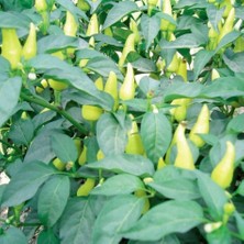 Tacirdepoticaret Turşuluk Top Cin Biber Fidesi-5 Adet