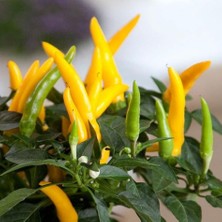 Tacirdepoticaret Saksılık Acı Süs Biber Fidesi-5 Adet