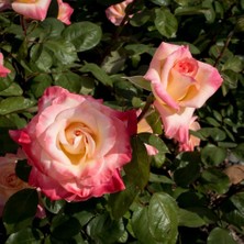 Tacirdepoticaret Tüplü Lady Diana Yağruağzı Pembe Gül Fidanı