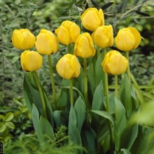 Tacirdepoticaret Yellow Golden Apeldoorn Lale Soğanı (5 Adet)