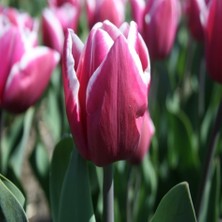 Tacirdepoticaret Leo Visser Mor Lale Soğanı (5 Adet)