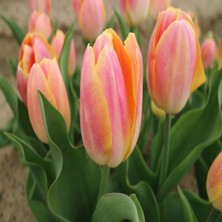 Tacirdepoticaret Wendy Love Lale Soğanı (5 Adet)